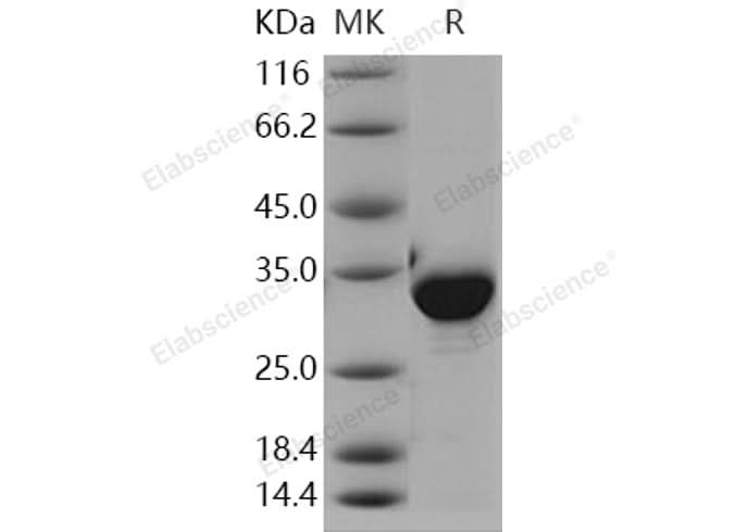 > 90 % as determined by reducing SDS-PAGE.