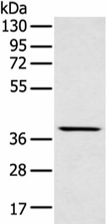 Western blot analysis of Mouse muscle tissue using MAFA Polyclonal Antibody at dilution of 1:400