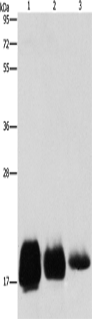 Anti-Human CD59 Antibody - ABMIUM
