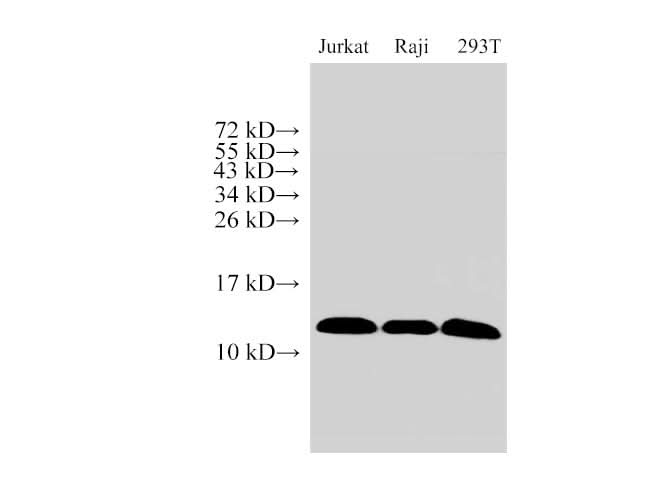 Western Blot analysis of Jurkat, Raji and 293T cells using MIF Polyclonal Antibody at dilution of 1:1000.