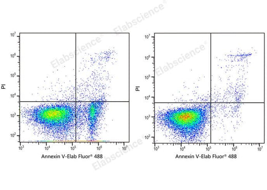 Annexin V-Elab Fluor® 488/PI Apoptosis Kit - ABMIUM