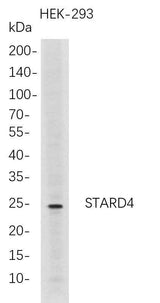 Anti-Human STARD4 Antibody [B725]