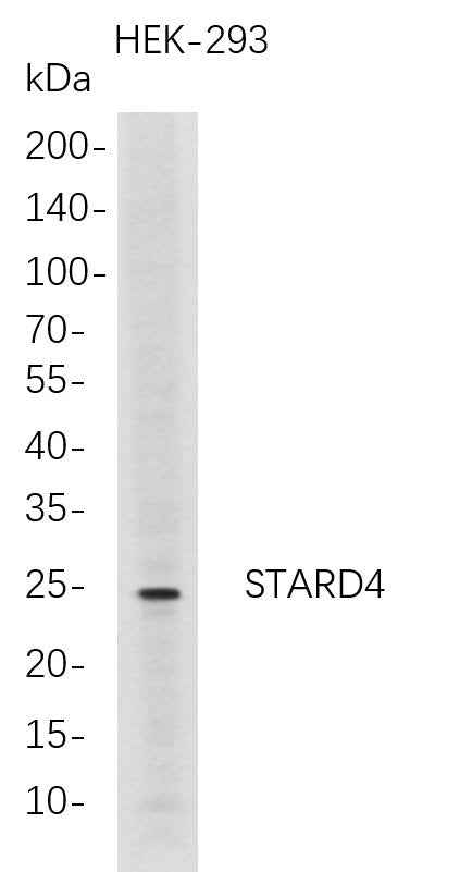Anti-Human STARD4 Antibody [B725] - ABMIUM