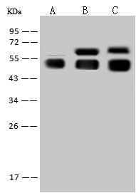 Anti-Mouse AGT Antibody [B441] - ABMIUM