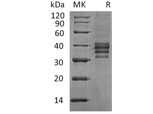 > 90 % as determined by reducing SDS-PAGE.