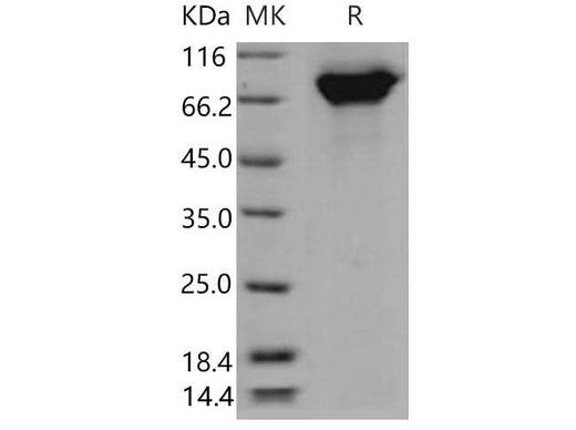 > 92 % as determined by reducing SDS-PAGE.