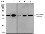 Anti-Human/Rat/Mouse Thymidylate Synthase Antibody [A524]