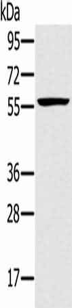 Anti-Human TRIM34 Antibody