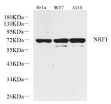 Western Blot analysis of various samples using NRF1 Polyclonal Antibody at dilution of 1:1000.