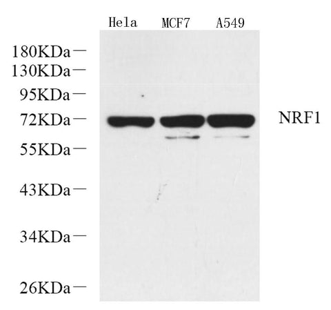 Western Blot analysis of various samples using NRF1 Polyclonal Antibody at dilution of 1:1000.