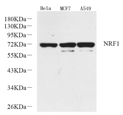 Western Blot analysis of various samples using NRF1 Polyclonal Antibody at dilution of 1:1000.