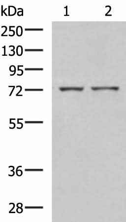 Anti-Human/Mouse ZAP70 Antibody