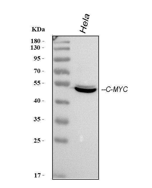 Anti-c-Myc Antibody (Monoclonal, 9E10) Boster Bio
