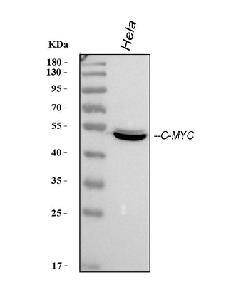 Anti-c-Myc Antibody (Monoclonal, 9E10) Boster Bio