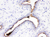 Anti-Episialin, EMA MUC1 Antibody (Monoclonal, GP1.4) Boster Bio