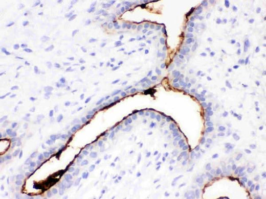 Anti-Episialin, EMA MUC1 Antibody (Monoclonal, GP1.4) Boster Bio