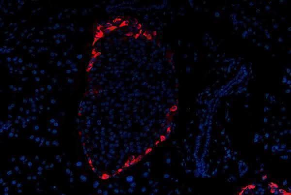 Anti-Glucagon Gcg Antibody (Monoclonal, K79bB10) Boster Bio