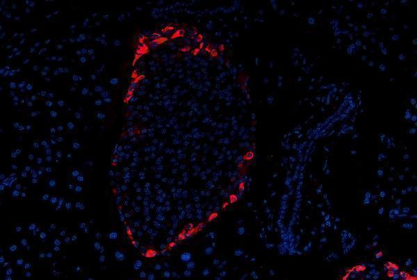 Anti-Glucagon Gcg Antibody (Monoclonal, K79bB10) Boster Bio