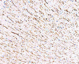 Anti-MAP1 Antibody (Monoclonal, HM-1) Boster Bio