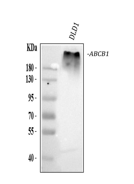 Anti-P-GlycoProtein(MDR) ABCB1 Antibody (Monoclonal, F4) Boster Bio