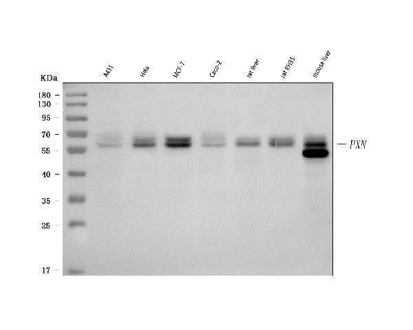 Anti-Paxillin Pxn Antibody (Monoclonal, PXC-10) Boster Bio