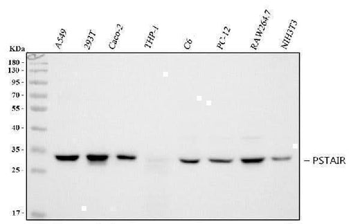 Anti-PSTAIR Antibody (Monoclonal, PSTAIR) Boster Bio