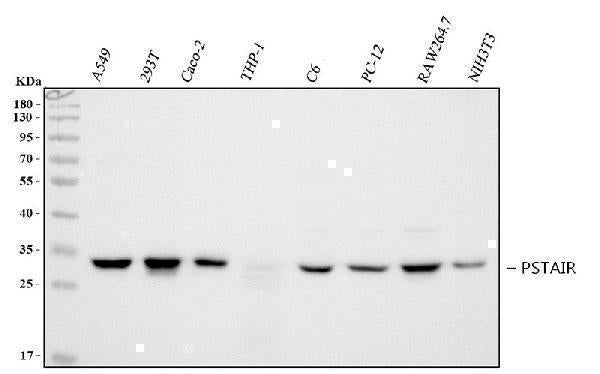 Anti-PSTAIR Antibody (Monoclonal, PSTAIR) Boster Bio