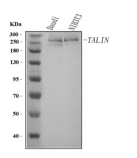 Anti-Talin TLN2 Antibody (Monoclonal, 8d4) Boster Bio