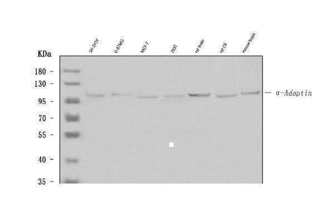 Anti-Alpha-Adaptin AP2A1 Antibody (Monoclonal, 100/2) Boster Bio