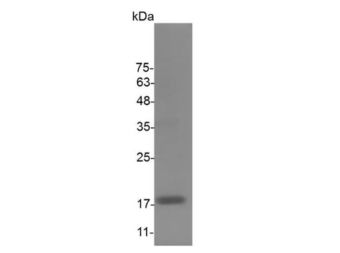 > 98 % as determined by reducing SDS-PAGE.