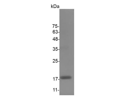 > 98 % as determined by reducing SDS-PAGE.