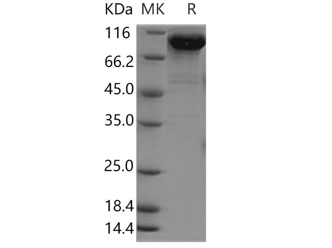 > 90 % as determined by reducing SDS-PAGE.