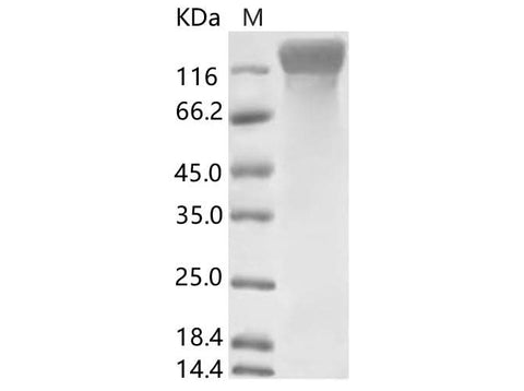 > 90 % as determined by reducing SDS-PAGE.