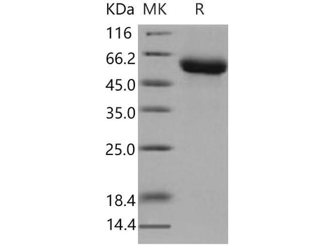 > 98 % as determined by reducing SDS-PAGE.