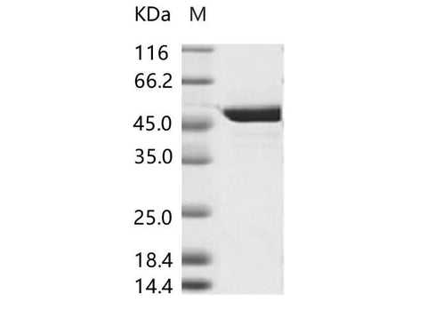 > 95 % as determined by reducing SDS-PAGE.