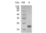 > 95 % as determined by reducing SDS-PAGE.
