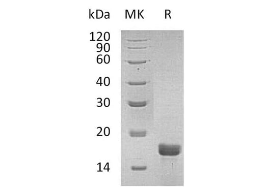 > 95 % as determined by reducing SDS-PAGE.
