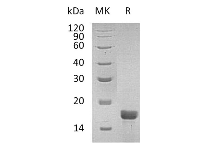 > 95 % as determined by reducing SDS-PAGE.