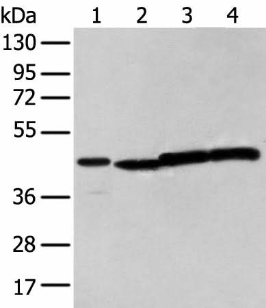 Western blot analysis of 293T cell using NUDT12 Polyclonal Antibody at dilution of 1:300