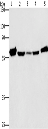 Anti-Human/Mouse/Rat CAT Antibody - ABMIUM