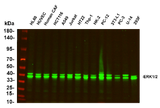 Anti-Human/Mouse/Rat ERK1/2 Antibody [B804]