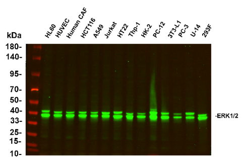 Anti-Human/Mouse/Rat ERK1/2 Antibody [B804] - ABMIUM