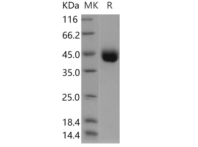 > 95 % as determined by reducing SDS-PAGE.