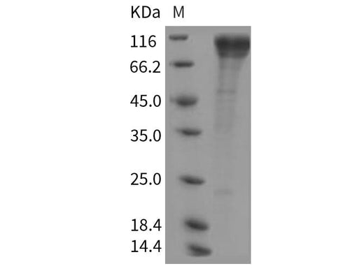 > 90 % as determined by reducing SDS-PAGE.