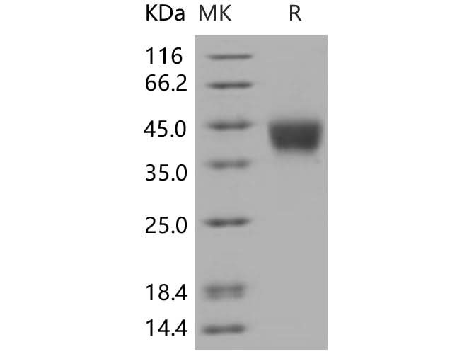 SDS-PAGE analysis of Human CD200 proteins, 2 μg/lane of Recombinant Human CD200 proteins was resolved with SDS-PAGE under reducing conditions, showing bands at 35 kDa.