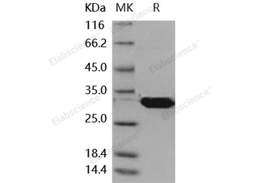 > 95 % as determined by reducing SDS-PAGE.