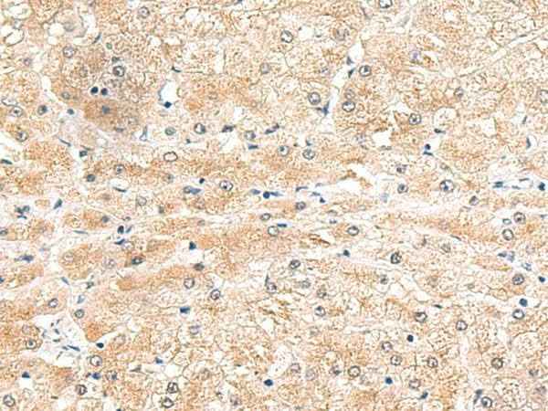 Anti-Human LRG1 Antibody