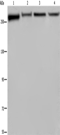 Anti-Human/Mouse FLNA Antibody - ABMIUM