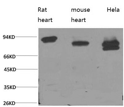 Western Blot analysis of 1) Rat heart, 2) Mouse heart, 3) Hela using STAT3 Monoclonal Antibody at dilution of 1:2000.