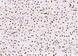 Anti-Human PCNA Antibody [B344]